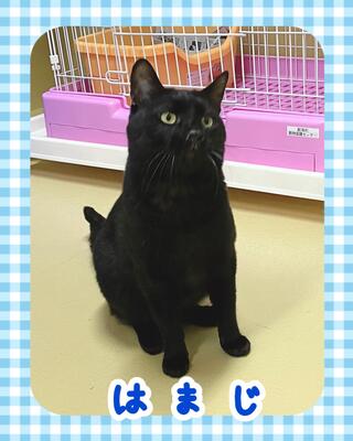 譲渡猫の写真