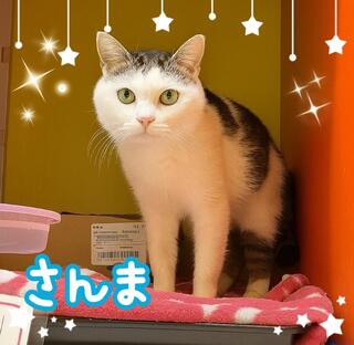譲渡猫の写真