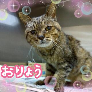 譲渡猫の写真