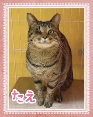 譲渡猫の写真