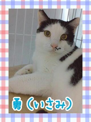 譲渡猫の写真