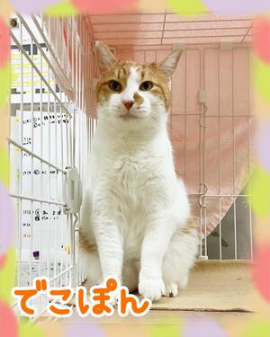 譲渡猫の写真