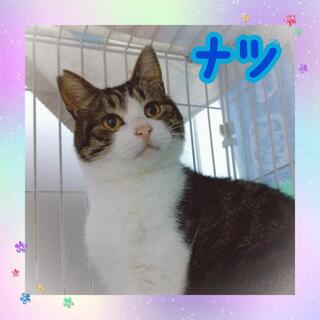 譲渡猫の写真