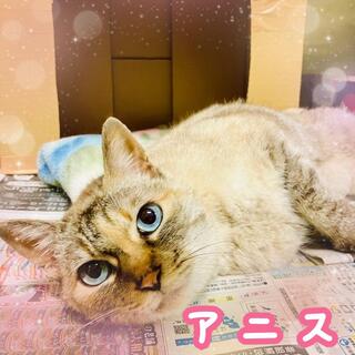 保護猫の写真