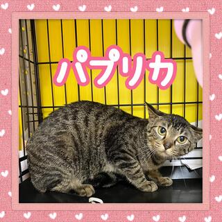譲渡猫の写真
