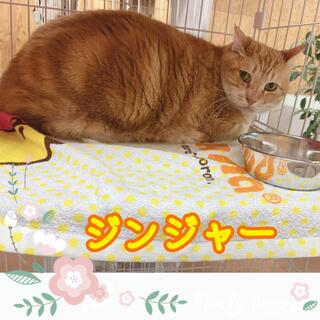 譲渡猫の写真