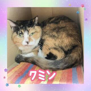 譲渡猫の写真
