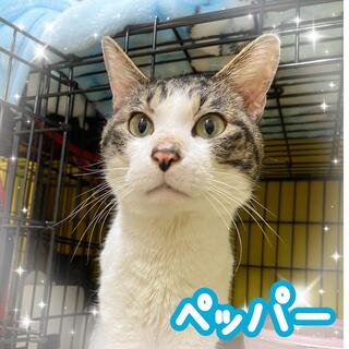 譲渡猫の写真