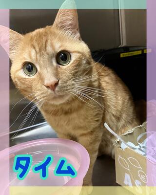 譲渡猫の写真