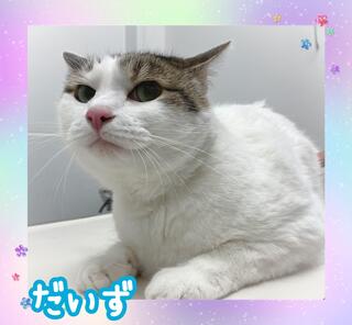 譲渡猫の写真
