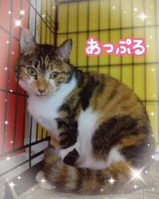 譲渡猫の写真