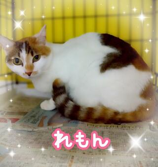 譲渡猫の写真