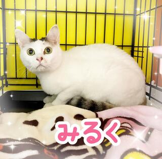 譲渡猫の写真