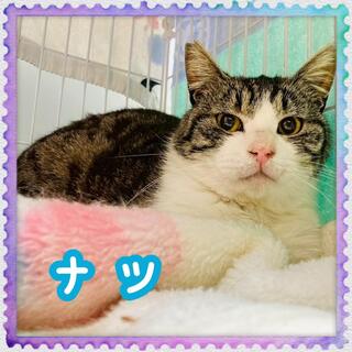 譲渡猫の写真