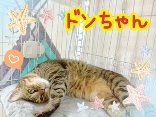 譲渡猫写真