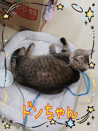 譲渡猫写真