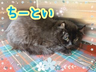 譲渡猫写真