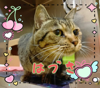 譲渡猫写真