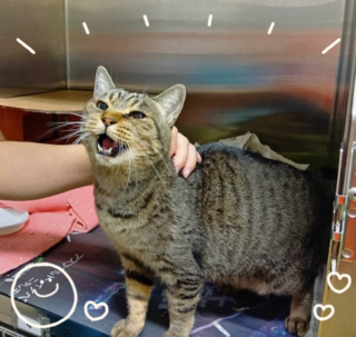 譲渡猫写真