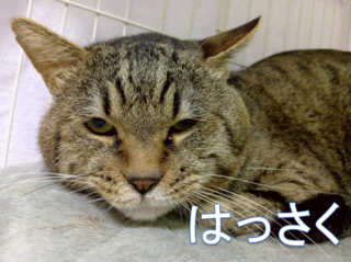 譲渡猫写真