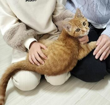 譲渡猫の写真