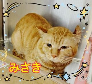 譲渡猫写真