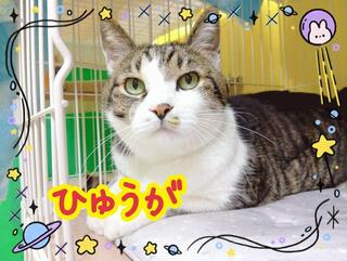 譲渡猫写真