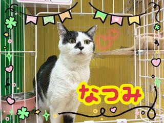譲渡猫写真
