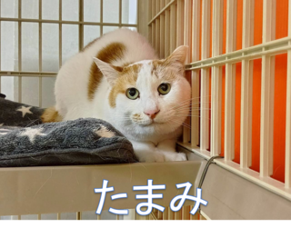 譲渡猫写真