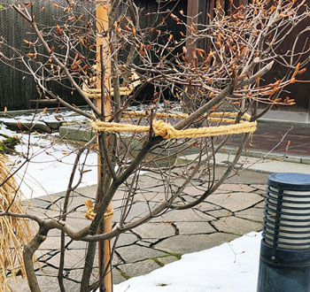 わら縄の使用のようす