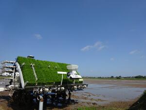 資源米田植え