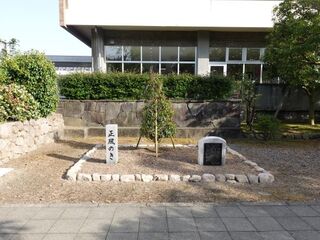 しょうふうのきの写真