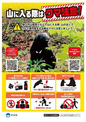 クマ画像