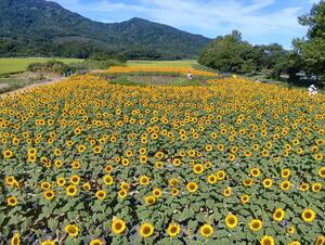 上堰潟公園ひまわりの様子(満開時)
