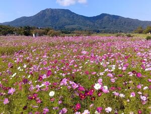 上堰潟公園コスモスの状態(10月11日)