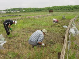 新潟県自然観察指導員の会－草刈中の写真1