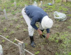 新潟県自然観察指導員の会－草刈中の写真2