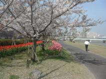やすらぎ提の桜並木の写真