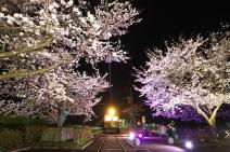 桜ライトアップ時の写真