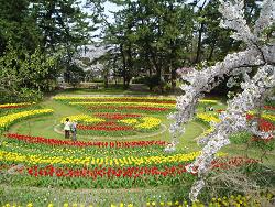 寺尾中央公園－チューリップ花壇