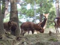 秋葉公園のシカの写真