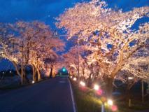 庄瀬地域の桜のトンネル