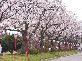 白根公園の桜の写真
