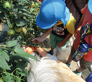保育園児がトマトを収穫している写真