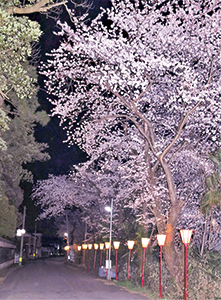 ぼんぼりの光に照らされている桜の写真