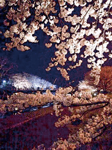 桜をライトアップしている写真