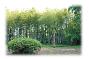 笹川邸の竹林の写真