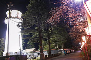 ライトアップされた桜と白根配水塔の写真