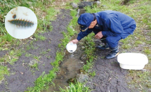 ホタルの幼虫とそれを放流している人の写真