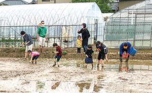 参加者が田植えをしている写真